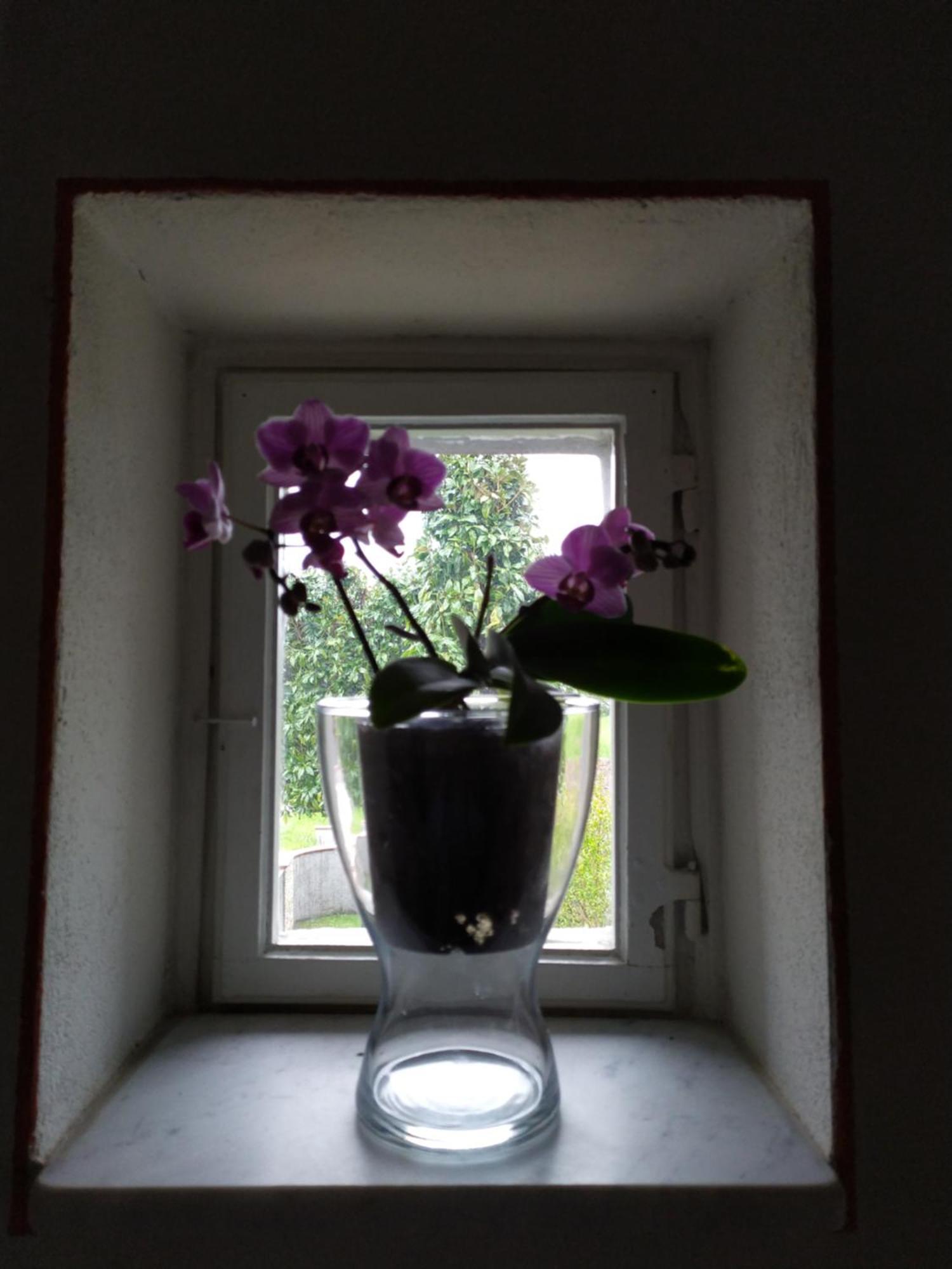 Bed and Breakfast Le rondini di San Donato Lucca Esterno foto